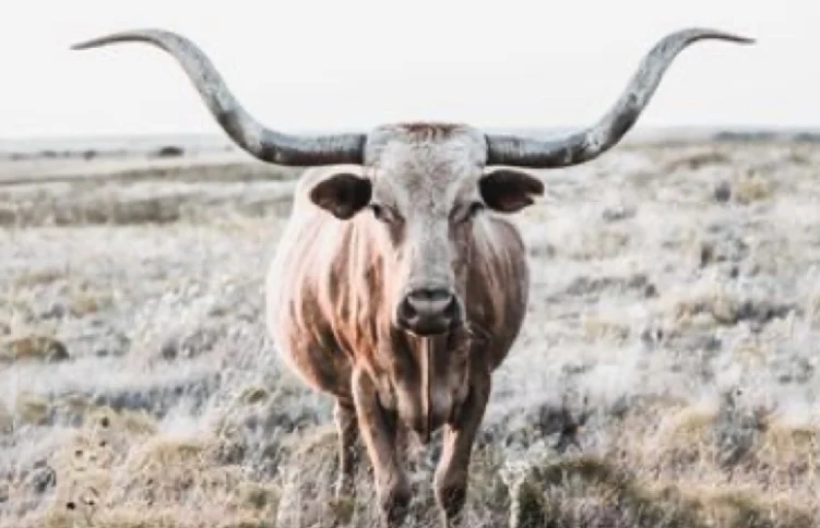 Authentic Style, Wild West Spirit