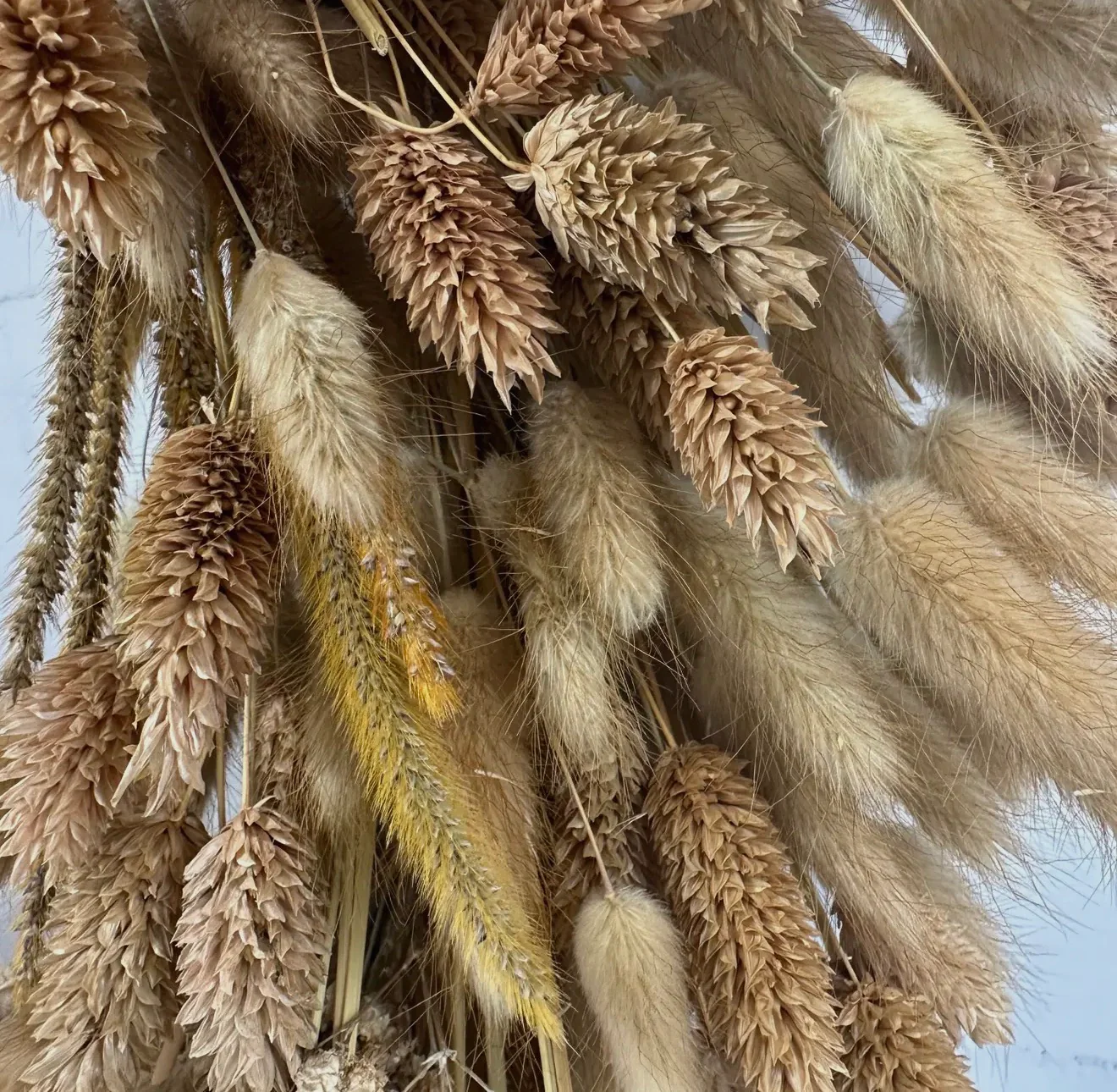Golden Preserved Dried wheat grass harvest wreath 21” - Image 5